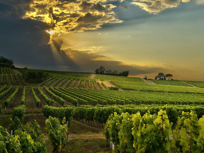 Cape-Wine-Farms.jpg