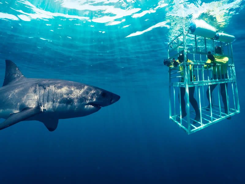 Shark Cage Diving Experience 82-10541-12
